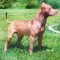 Pure Colby Pitbull Puppies for Sale