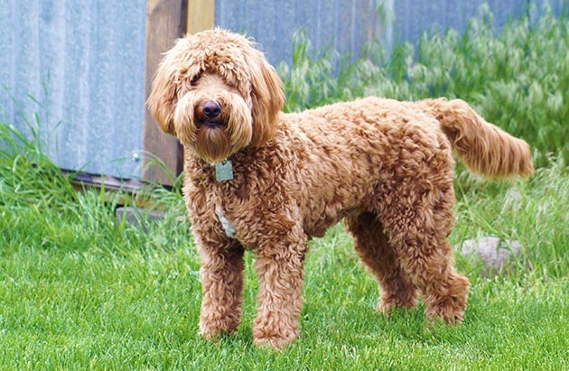 Mini Goldendoodle for Sale near Me, and Tips to Get the ...